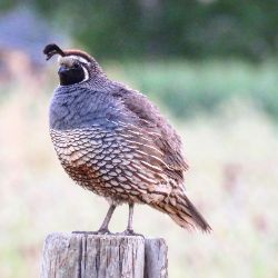 California Quail
